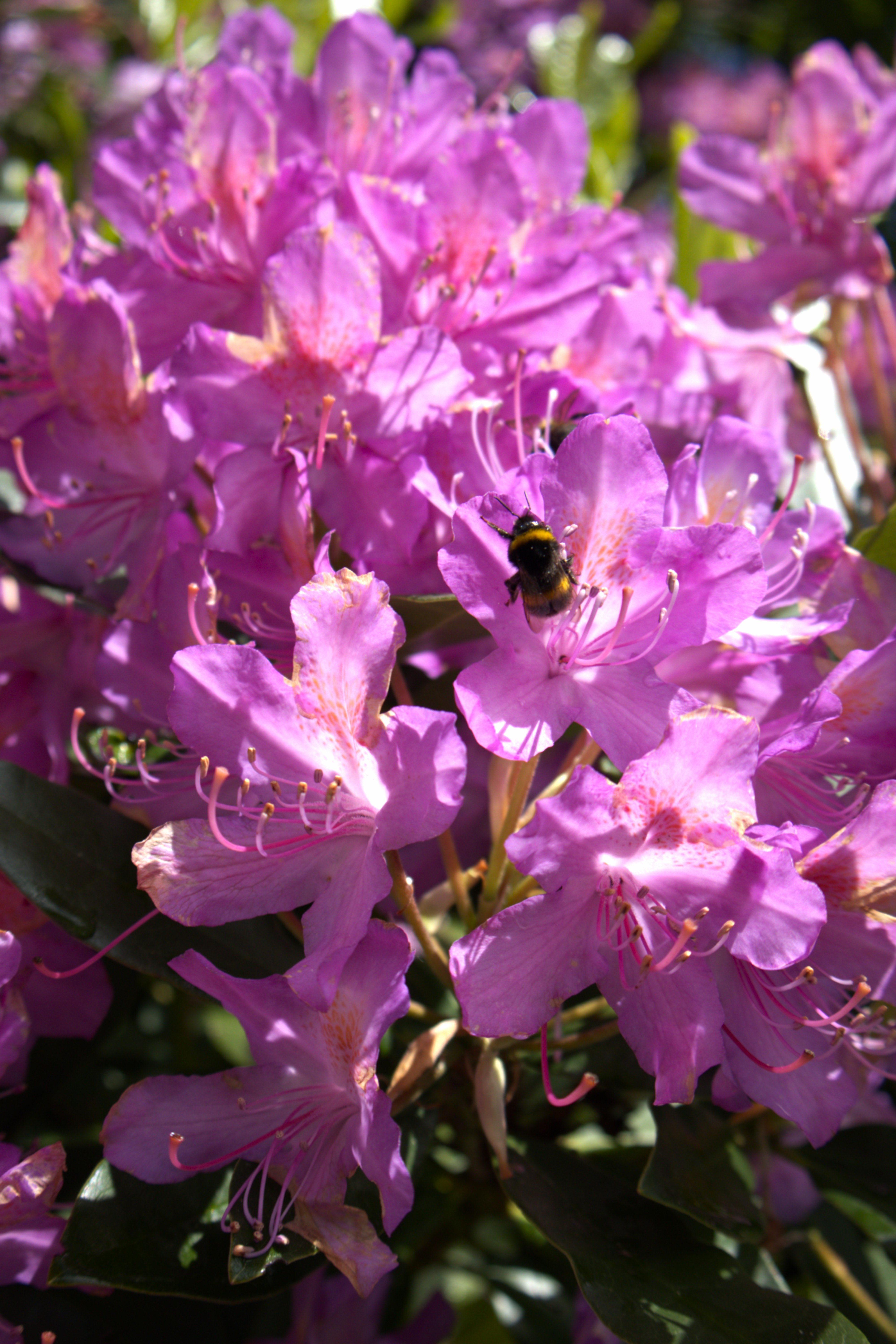 A bee gathering pollen