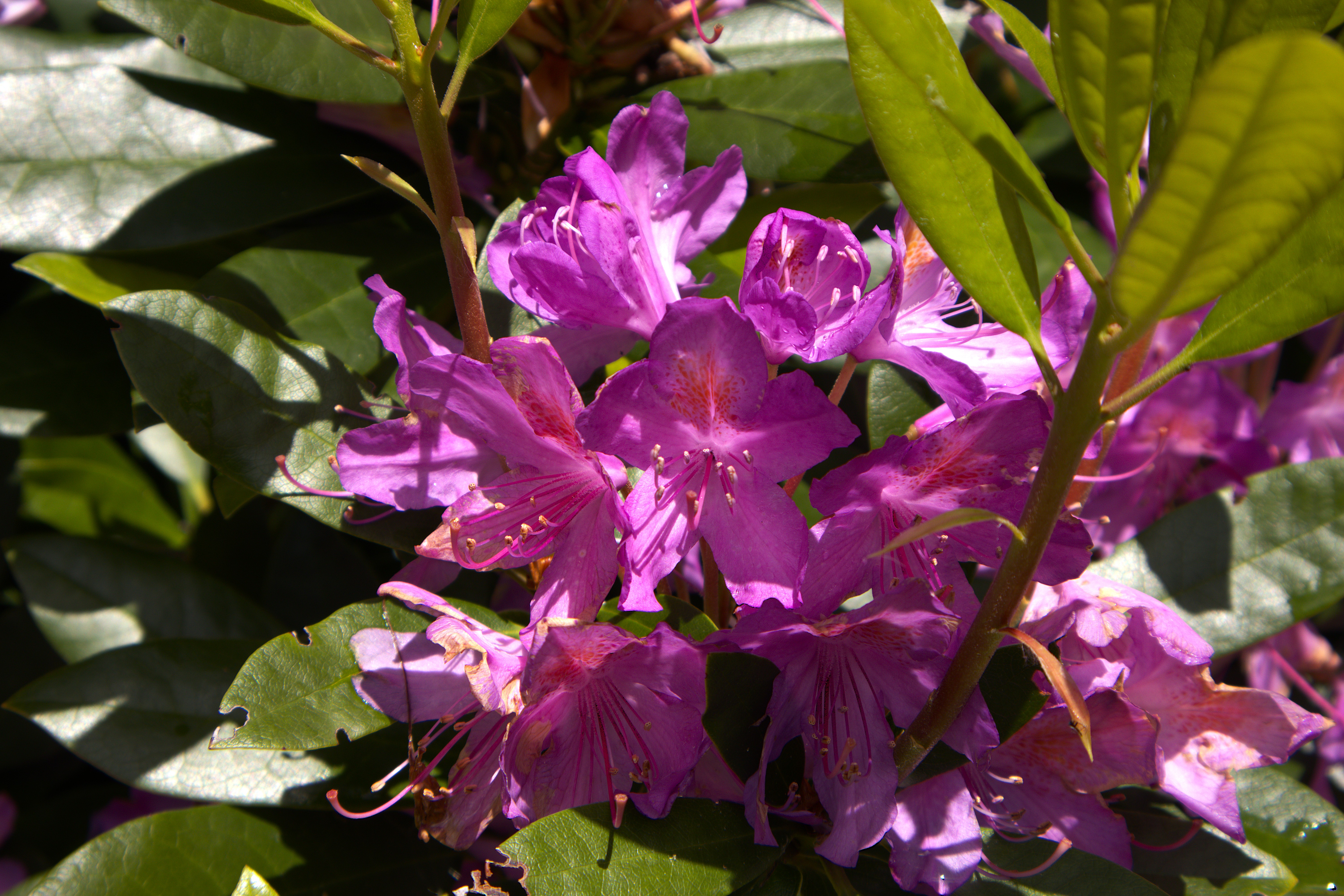 A flower in bloom
