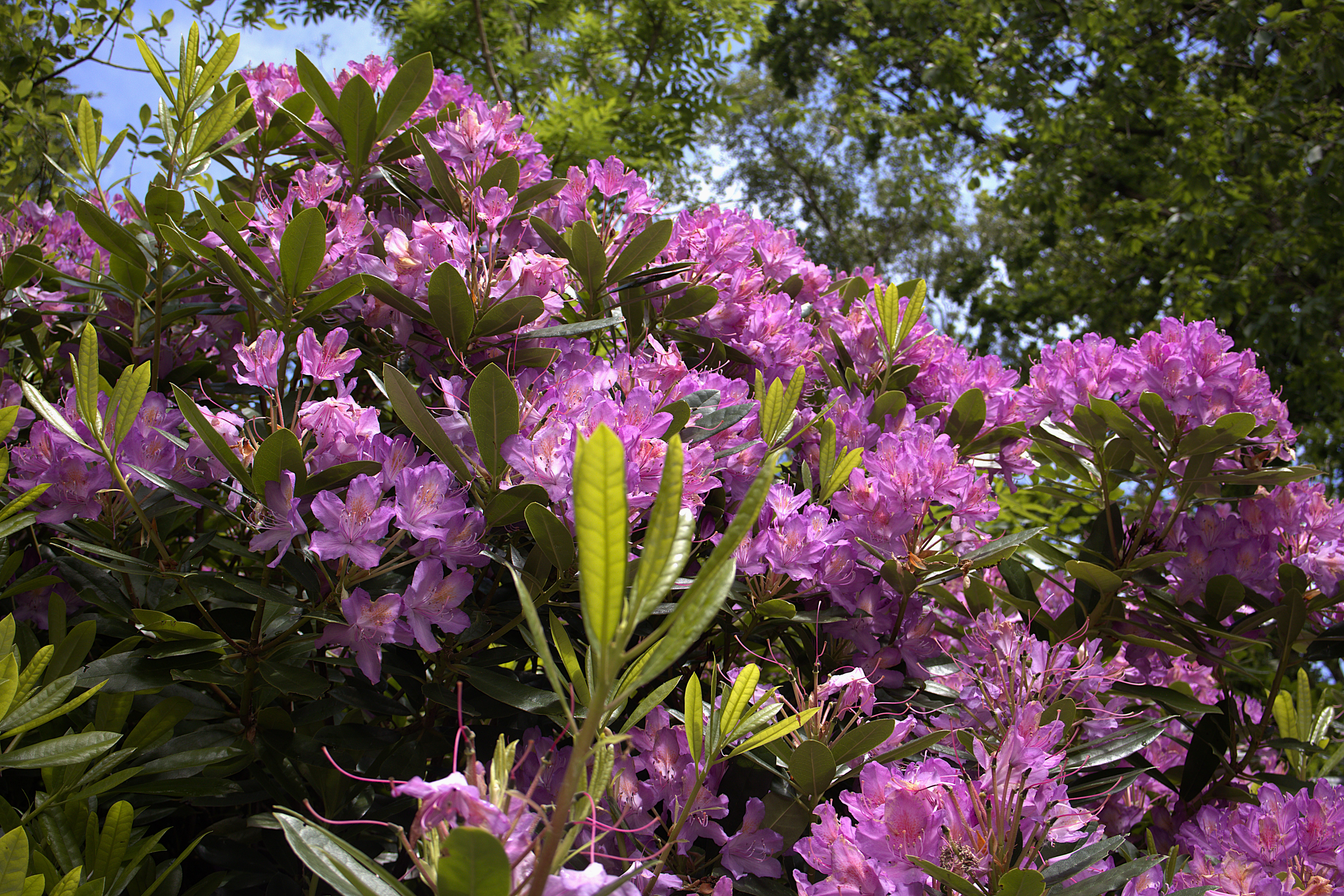Another flower close up